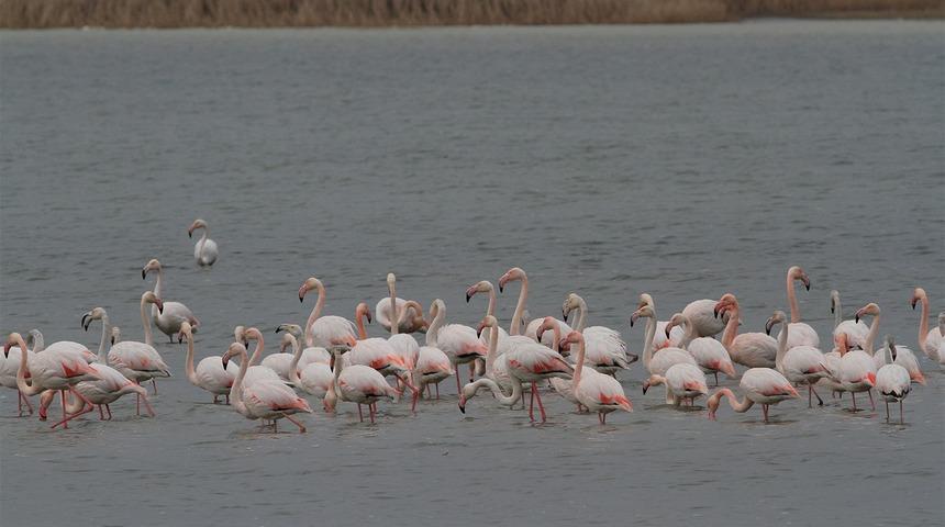 Denizli’de 33 farklı türde 29 bin 794 kuş sayıldı