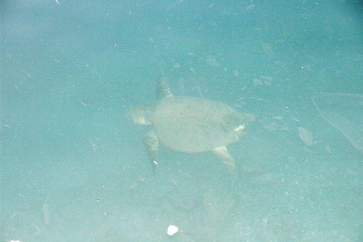 Datça'da limana gelen caretta caretta vatandaşlar tarafından takip edildi