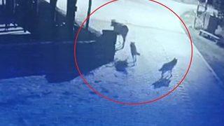 Korkunç anlar! Mahalleye inen aç kurtlar, ineği böyle öldürdü