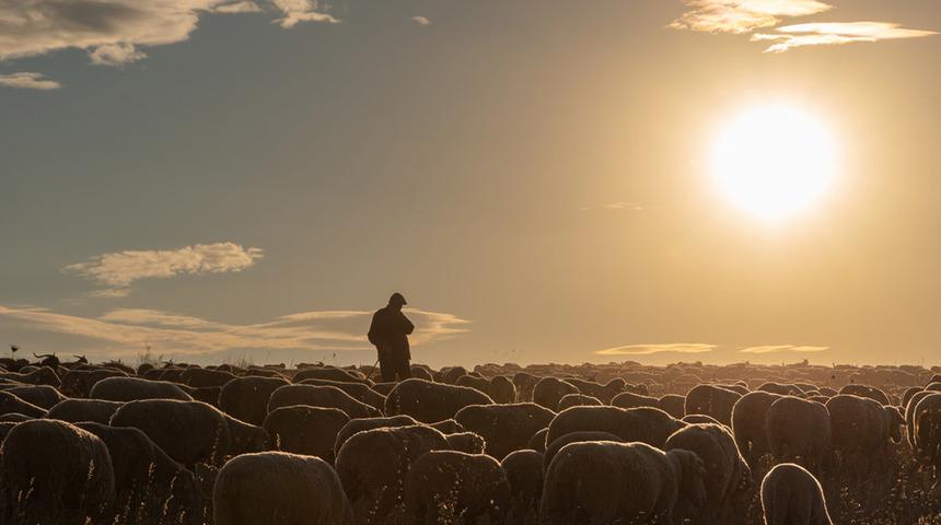 Koyun sürüsü yolun karşısına geçerken facia yaşanmıştı! Çoban hakkında yeni karar 'Ölümlerle bağlantılı...'