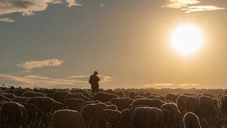 Koyun sürüsü yolun karşısına geçerken facia yaşanmıştı! Çoban hakkında yeni karar 'Ölümlerle bağlantılı...'