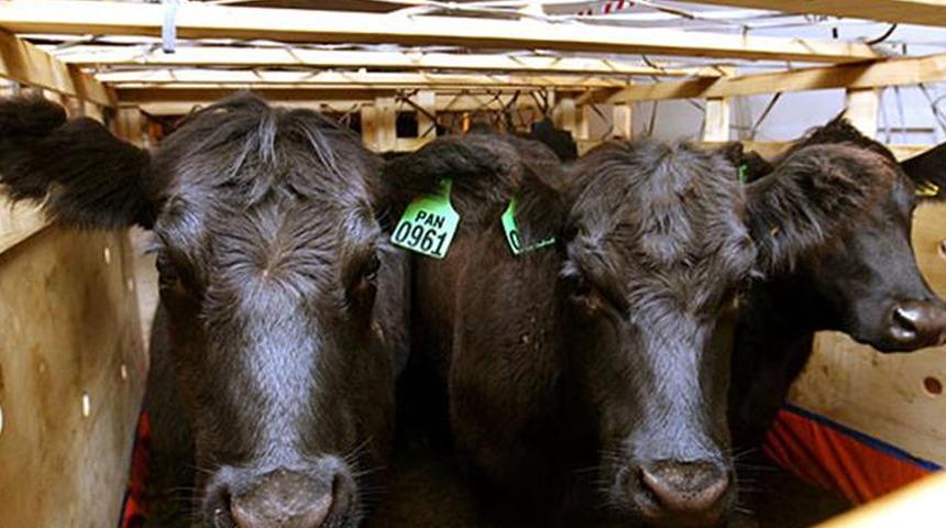 Hollanda'da deli dana vakası görüldü! Çiftlik karantinaya alındı