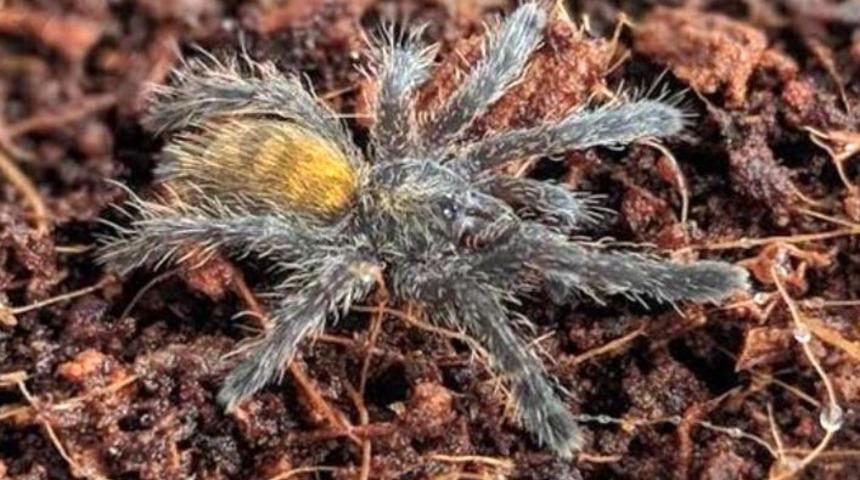 Dünyanın en zehirlilerinden! Türkiye'de yasak olmasına rağmen internetten tarantula satıyorlar