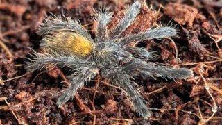Dünyanın en zehirlilerinden! Türkiye'de yasak olmasına rağmen internetten tarantula satıyorlar
