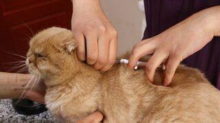 Evcil hayvanı olanlar dikkat! Çip uygulamasında ilk cezalar kesildi