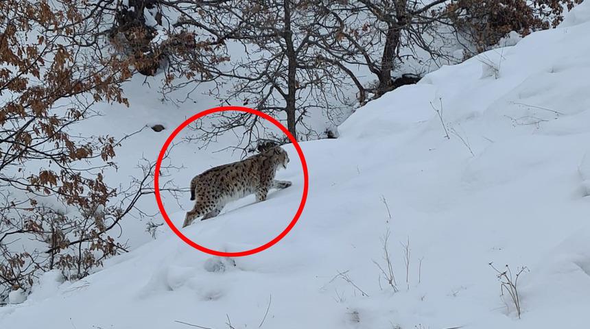 Kırmızı listede yer alıyor! Tunceli'de nesli tükenme tehlikesi altındaki vaşak görüntülendi