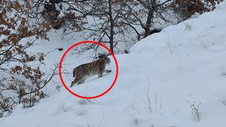 Kırmızı listede yer alıyor! Tunceli'de nesli tükenme tehlikesi altındaki vaşak görüntülendi
