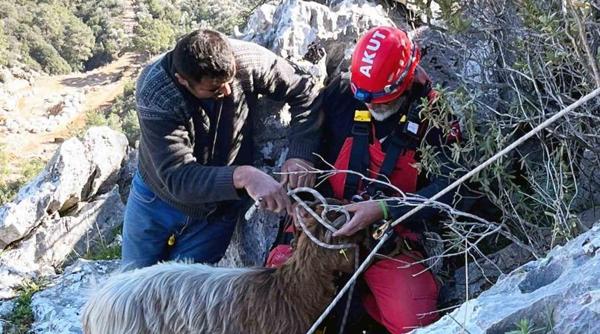 Kayalıklarda mahsur kalan keçileri AKUT kurtardı