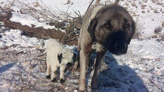 Kangal köpeği kuzunun annesi oldu! Kendi yavrularından ayırmıyor