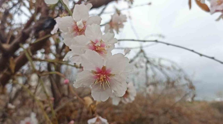 Mardin’de kış ortasında çiçek açan ağaçlar şaşırttı