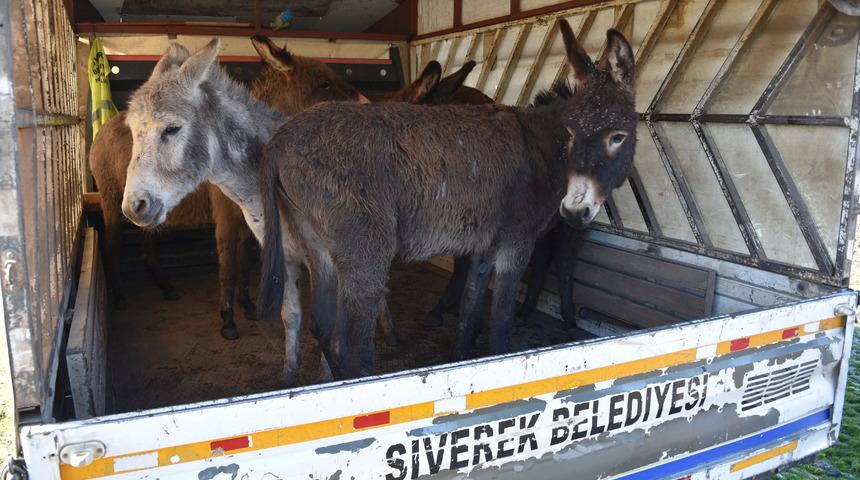 Şanlıurfa'da sahipsiz 50 eşek, soğuğa karşı barınağa götürüldü