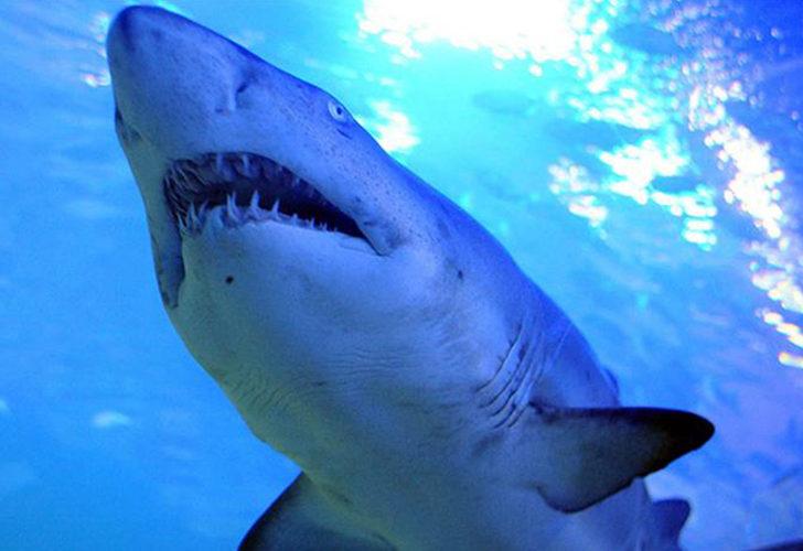 Avustralya'da feci olay! Köpek balığı saldırısına uğrayan genç kız hayatını kaybetti