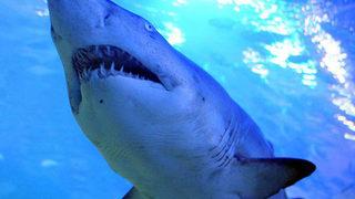 Avustralya'da feci olay! Köpek balığı saldırısına uğrayan genç kız hayatını kaybetti