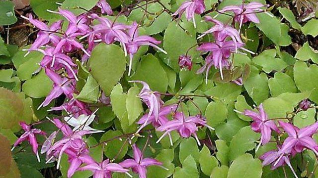 Azgın teke otunun faydaları nelerdir? Azgın teke otu nelere iyi gelir? 