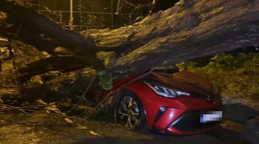 &Uuml;sk&uuml;dar'da fırtınada devrilen yarım asırlık ağa&ccedil;, otomobilleri kağıt gibi ezdi