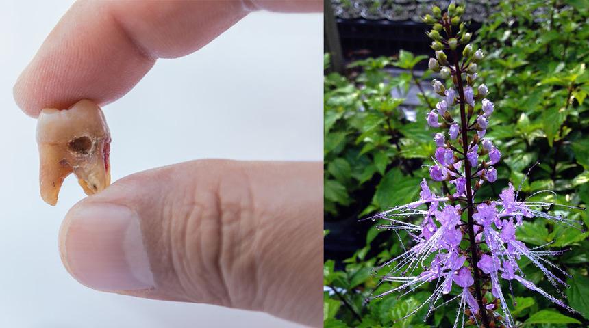 Diş ağrısına bitkisel çözüm: Kedi bıyığı otu