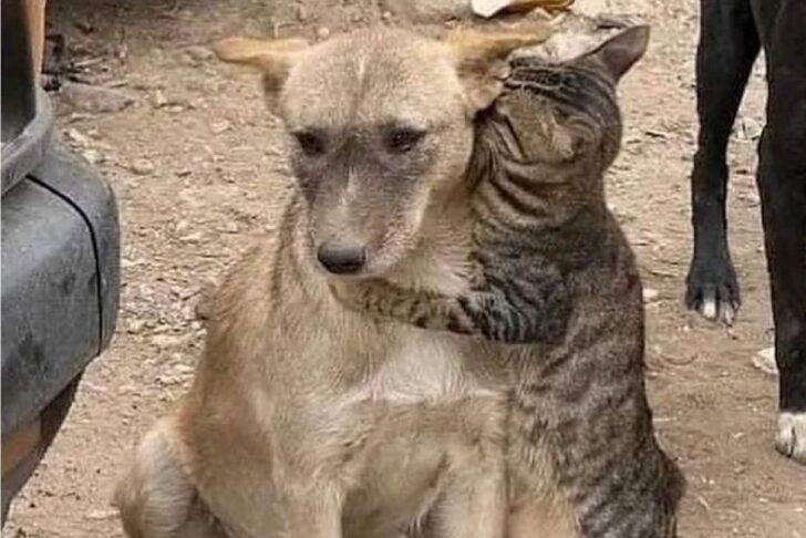 Yürekleri yakan unutulmaz kareler! Kahramanmaraş depremi hayvanları da etkiledi G1