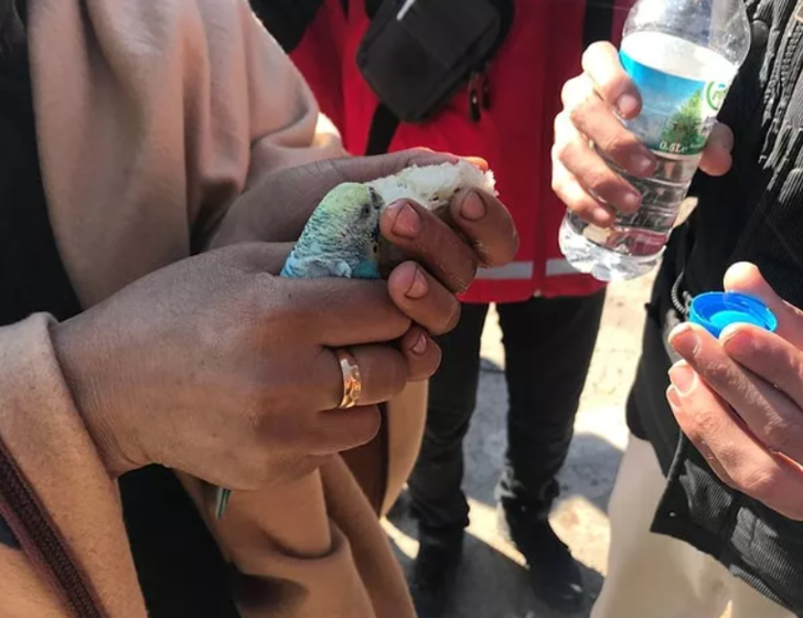 Yürekleri yakan unutulmaz kareler! Kahramanmaraş depremi hayvanları da etkiledi G5