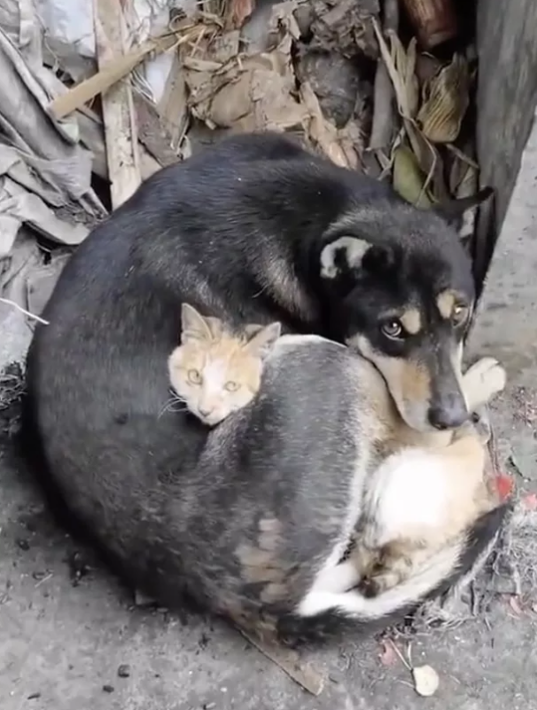 Y&uuml;rekleri yakan unutulmaz kareler! Kahramanmaraş depremi hayvanları da etkiledi