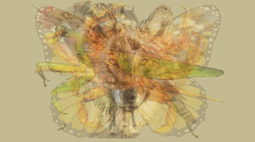 Resimde ilk g&ouml;rd&uuml;ğ&uuml;n&uuml;z hayvan baskın karakterinizi ortaya &ccedil;ıkarıyor