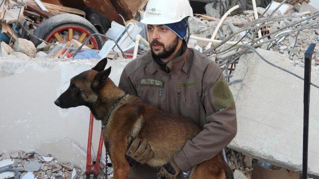 Arama kurtarma köpeği Tetik, Samandağ'da 15 can kurtardı