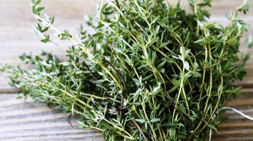 Osmanlı’dan günümüze miras kalan zahterin hiç bilinmeyen faydaları