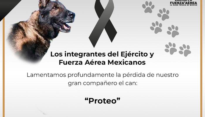 Meksika’dan Kahramanmaraş depremi için gelen kurtarma köpeği ‘Proteo’ hayatını kaybetti