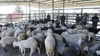 Isparta'da çobanların bağış olarak topladığı 173 hayvan depremzedeler için kesildi