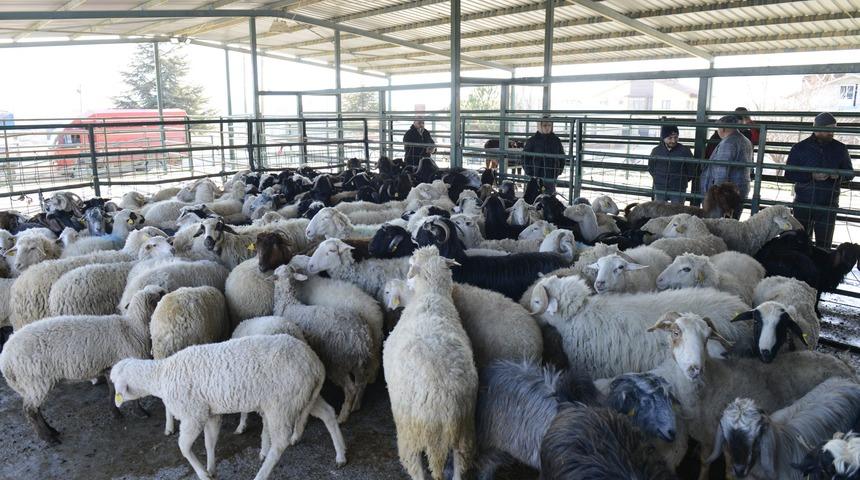 Isparta'da çobanların bağış olarak topladığı 173 hayvan depremzedeler için kesildi