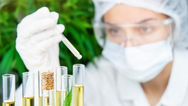 Fitoterapi ile akciğer kanseri tedavisi nedir? Fitoterapi akciğer kanseri tedavisine iyi gelir mi, işe yarar mı?