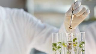 Fitoterapi şeker hastalığı tedavisine iyi gelir mi, tedavi edilir mi? Şeker hastalığı tedavisinde fitoterapi nedir?