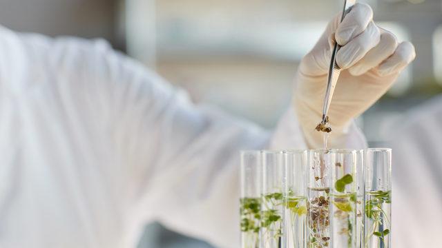 Fitoterapi şeker hastalığı tedavisine iyi gelir mi, tedavi edilir mi? Şeker hastalığı tedavisinde fitoterapi nedir?