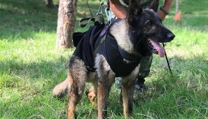 Meksikalı arama kurtarma köpeği Proteo, Türkiye'de ölmüştü! Gerçek sebebi belli oldu
