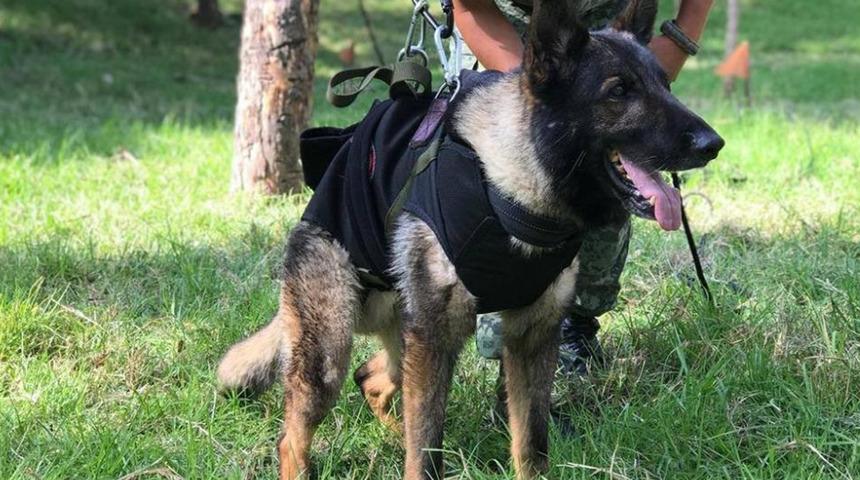 Meksikalı arama kurtarma köpeği Proteo, Türkiye'de ölmüştü! Gerçek sebebi belli oldu