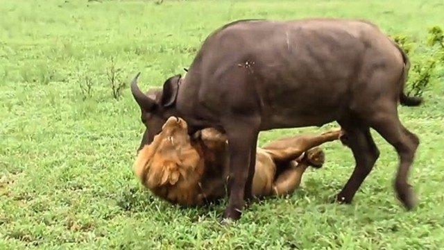 Tek başına bufalo sürüsüne saldıran aslan
