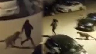 Leopar insanlara saldırdı, ülkede alarm verildi! 'Evlerinizden çıkmayın'