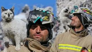 Göçük altından kurtardığı kediyi sahibi çıkmayınca sahiplendi! Bir an olsun yanından ayrılmıyor...‘Enkaz emin ellerde’