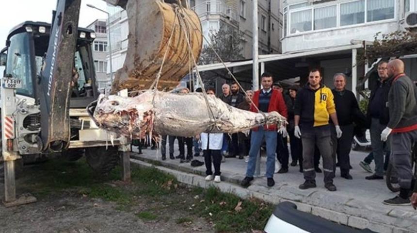 Yalova'da kıyıya vurdu değeri yaklaşık 12 bin lira