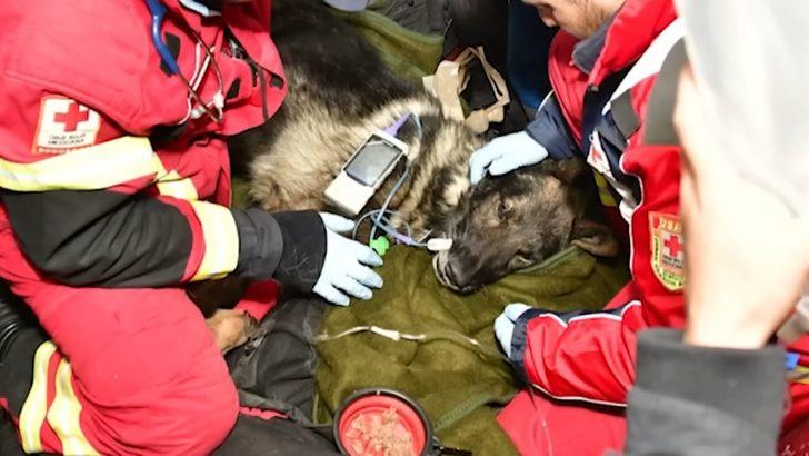Türkiye’de hayatını kaybeden Meksikalı arama-kurtarma köpeği Proteo unutulmadı! Türkiye’ye heykeli dikilecek  G4