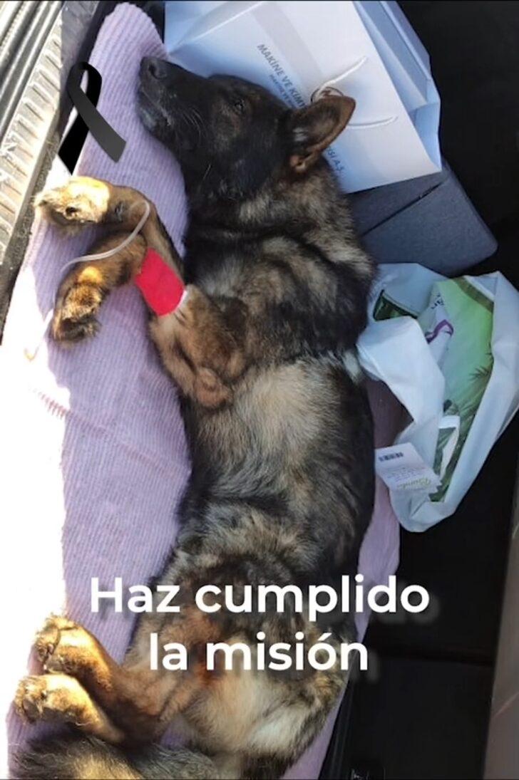 Türkiye’de hayatını kaybeden Meksikalı arama-kurtarma köpeği Proteo unutulmadı! Türkiye’ye heykeli dikilecek  G3