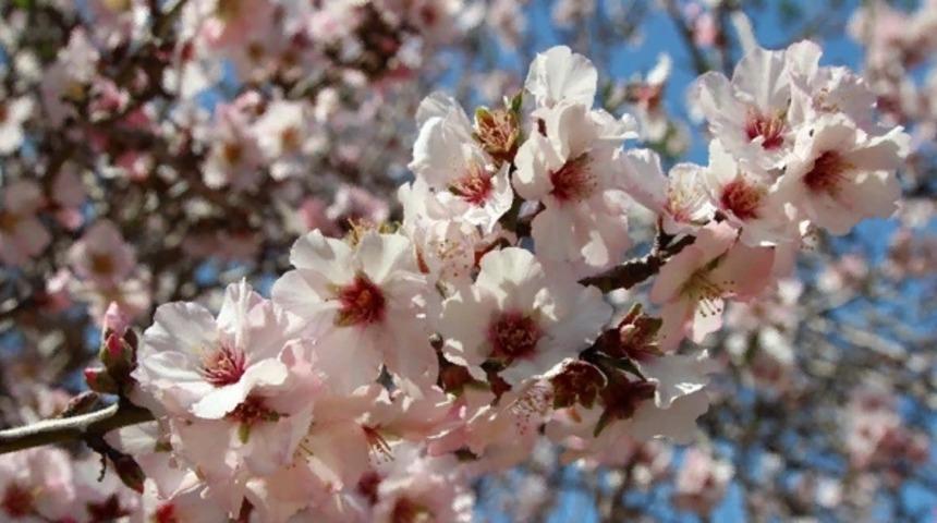 1. cemre düştü mü, cemre düşme sıralaması nedir? Cemre suya düşünce ne olur? 