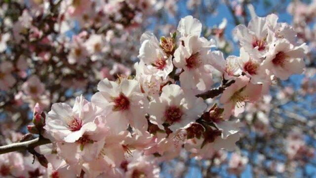 1. cemre düştü mü, cemre düşme sıralaması nedir? Cemre suya düşünce ne olur? 