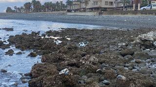 Depremin etkileri sürüyor! Bu kez de Hatay'da deniz suyu çekildi