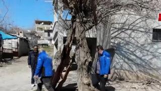 Artık ağacın içinden geçilebiliyor! 'Fayın üzerindeki her şey mutlaka...' Deprem ağacı ortadan ikiye bölmüş