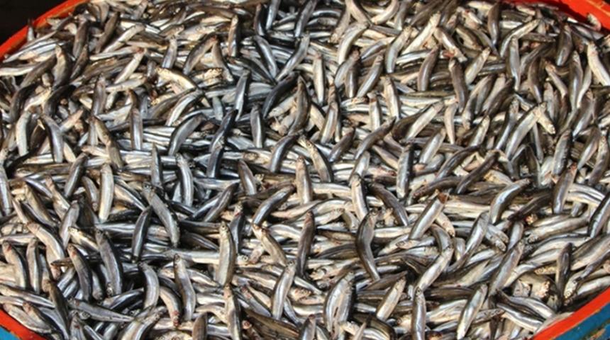 Hamsi avcılığı ile ilgili yeni karar! Marmara Denizi ile boğazlarda durduruluyor