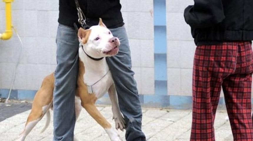 Mahkemeden çok konuşulacak pitbull kararı