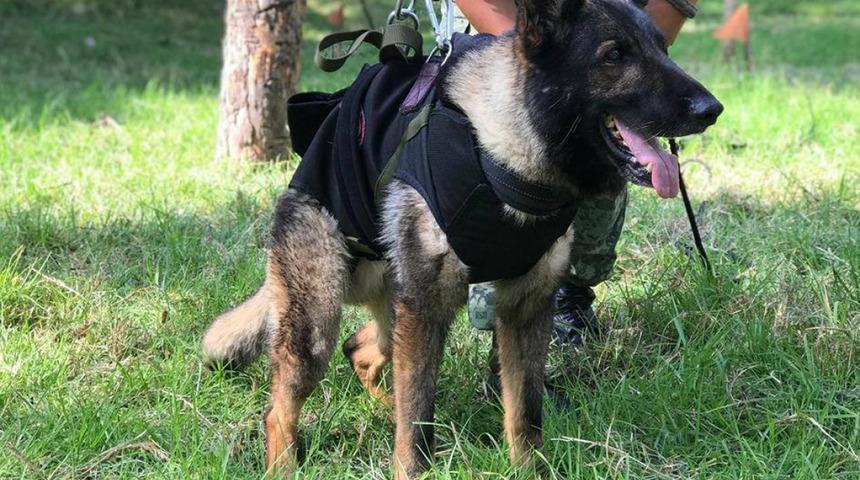 İstanbul Sarıyer'de arama kurtarma köpeği Proteo'nun heykeli dikilecek
