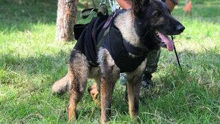 İstanbul Sarıyer'de arama kurtarma köpeği Proteo'nun heykeli dikilecek