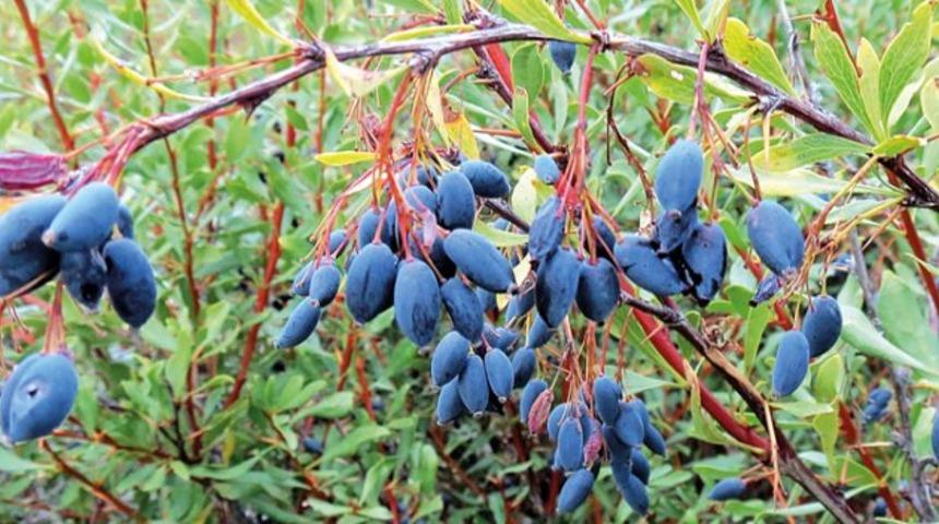 Enfeksiyona birebir: Bu meyveyi bilen suyunu i&ccedil;iyor...
