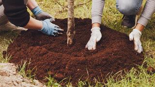 Kardeş bitkiler tablosu nedir, hangi sebzeler yan yana dikilmeli? Kardeş bitkiler yöntemi nedir, kardeş bitki dikerken dikkat edilmesi gerekenler nelerdir?